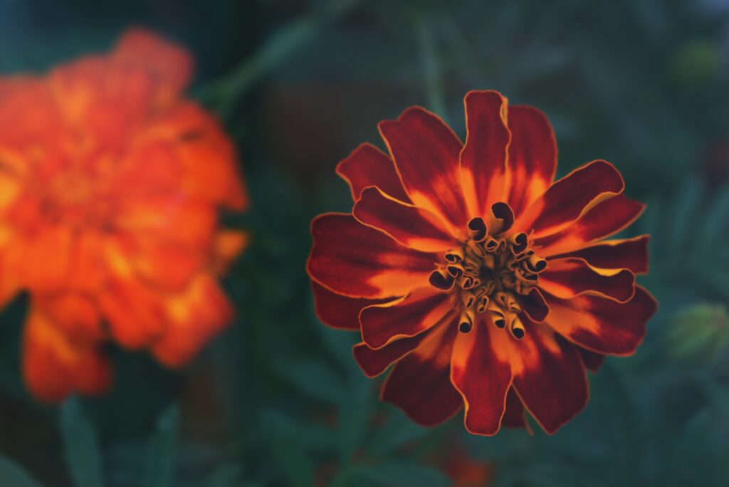 Types Of Marigold Flowers Found Across The World