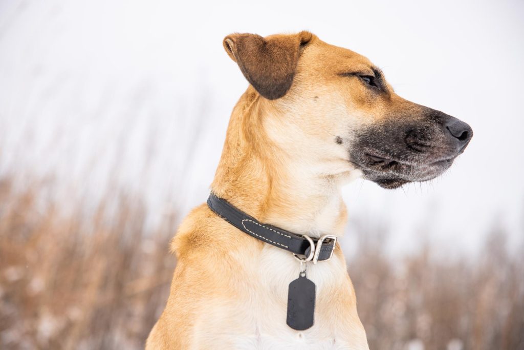 Lost and Found Made Easy: The Benefits of Dog Tags with QR Codes