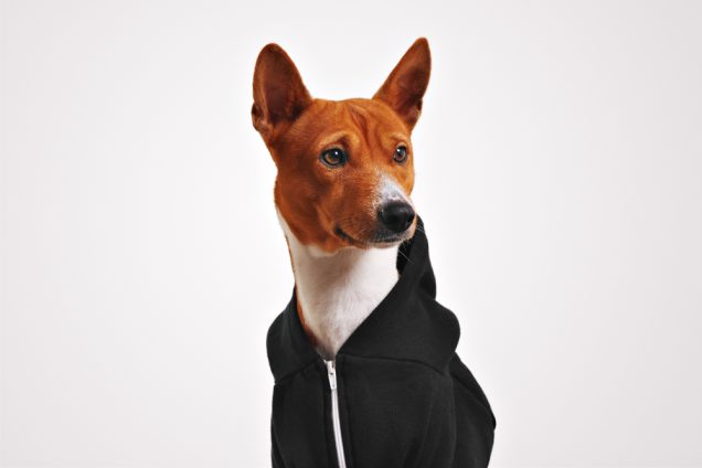 Cozy Comfort: Different Types of Fleece-Lined Dog Hoodies for Cold Weather