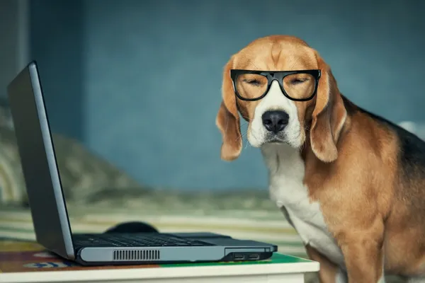 How ZendogTech com is Transforming Pet Care with Smart Tech Guides How ZendogTech com is Transforming Pet Care with Smart Tech Guides